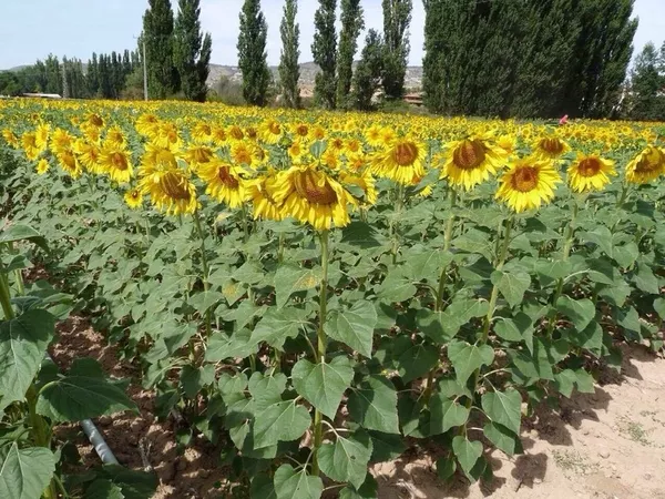 Продам насіння соняшника Серджио ШТ 3