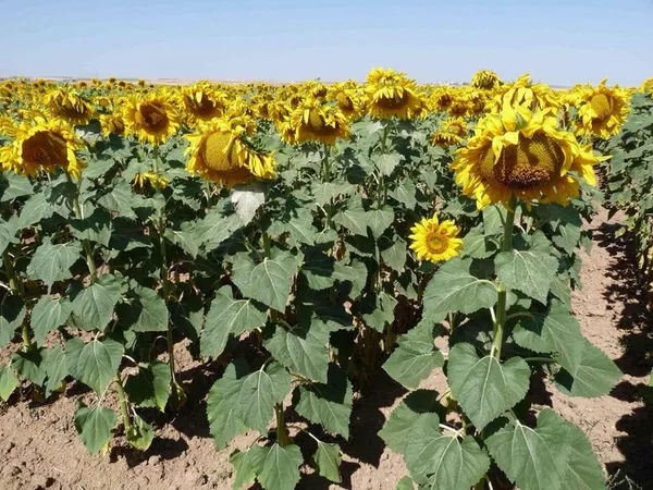 Продам насіння соняшника Серджио ШТ 2