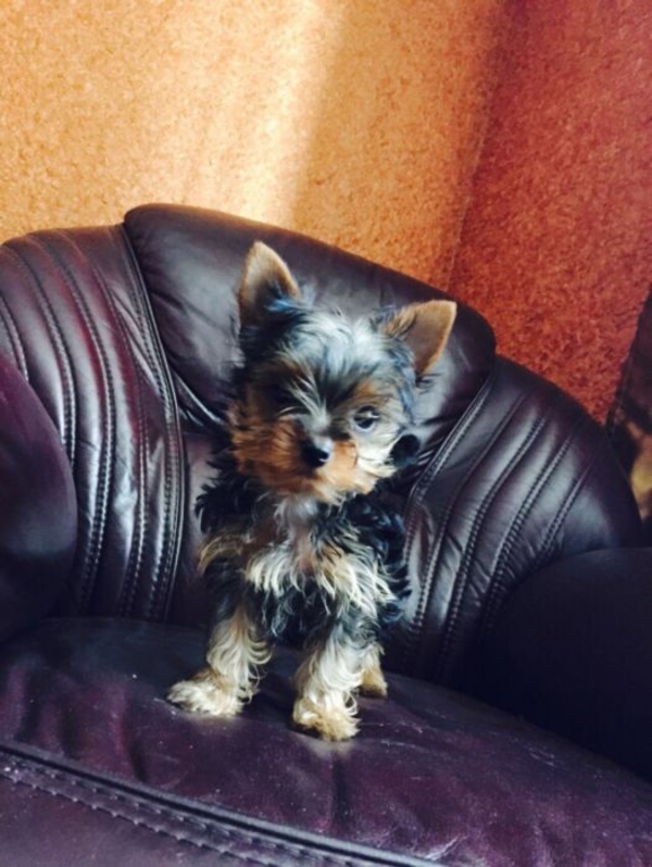 Очень красивая девочка йорочка СУПЕР МИНИ, 3