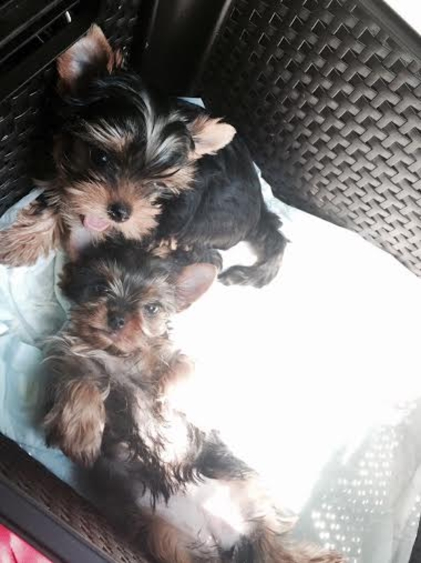 Очень красивая девочка йорочка СУПЕР МИНИ, 4