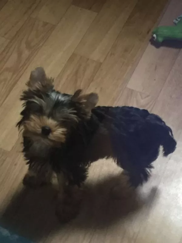 Красивейший кукольный щенок йоркширского терьера, 5