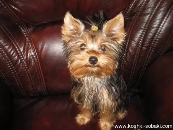 Щеночки Йорка от клубных родителей, можно ездить заграницу 2