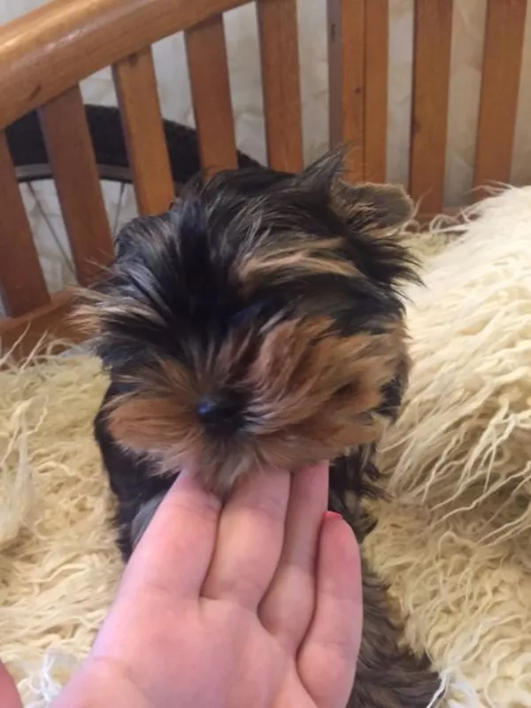 Щеночки Йорка от клубных родителей, можно ездить заграницу 4