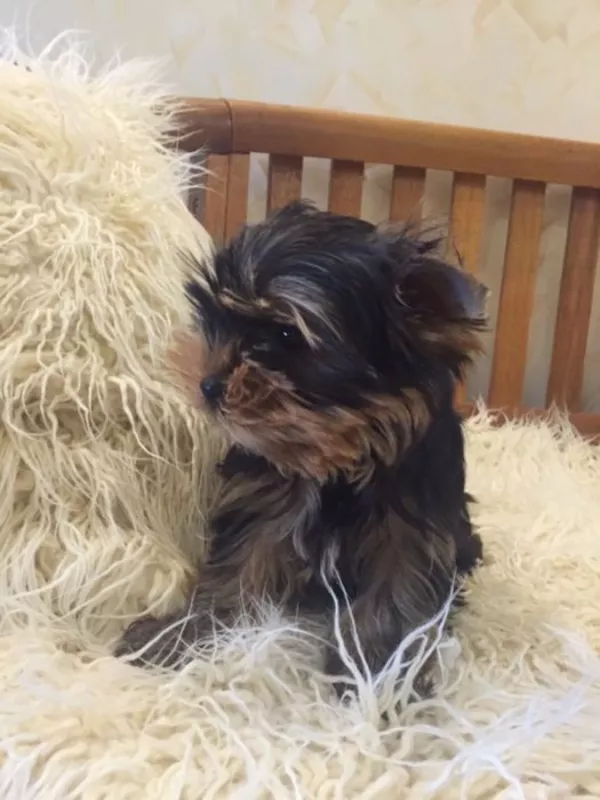 Щеночки Йорка от клубных родителей, можно ездить заграницу 5