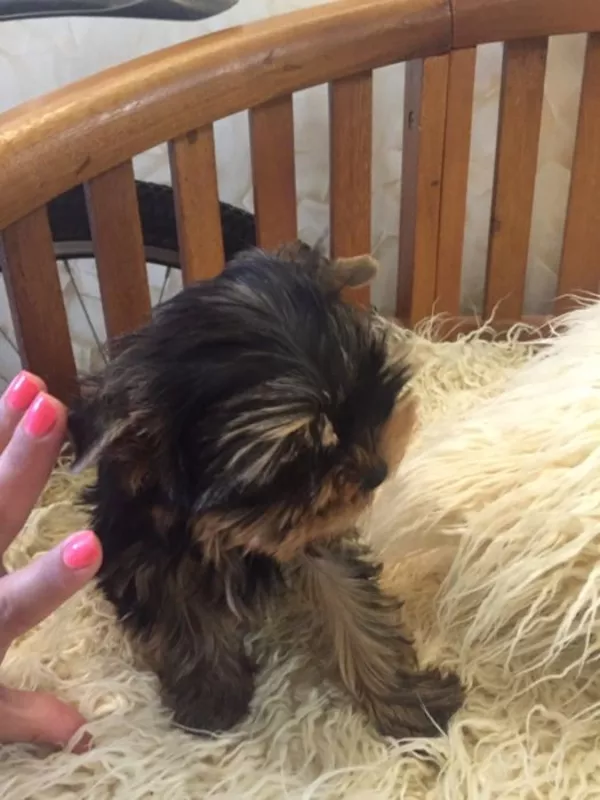 Щеночки Йорка от клубных родителей, можно ездить заграницу 6