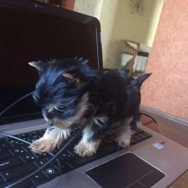 Щеночки Йорка от клубных родителей, можно ездить заграницу