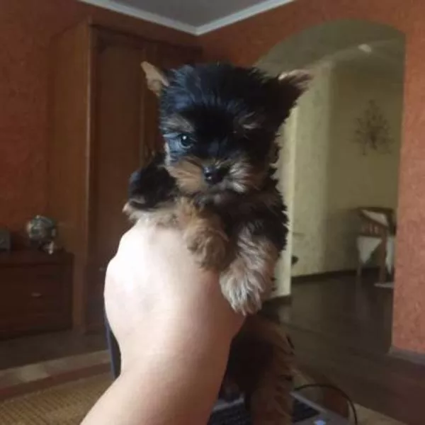 Щеночки Йорка от клубных родителей, можно ездить заграницу 2