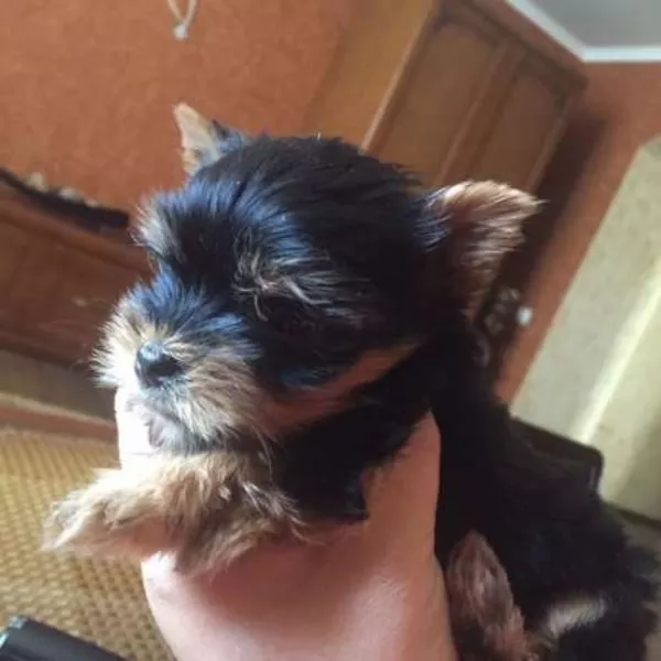 Щеночки Йорка от клубных родителей, можно ездить заграницу 3