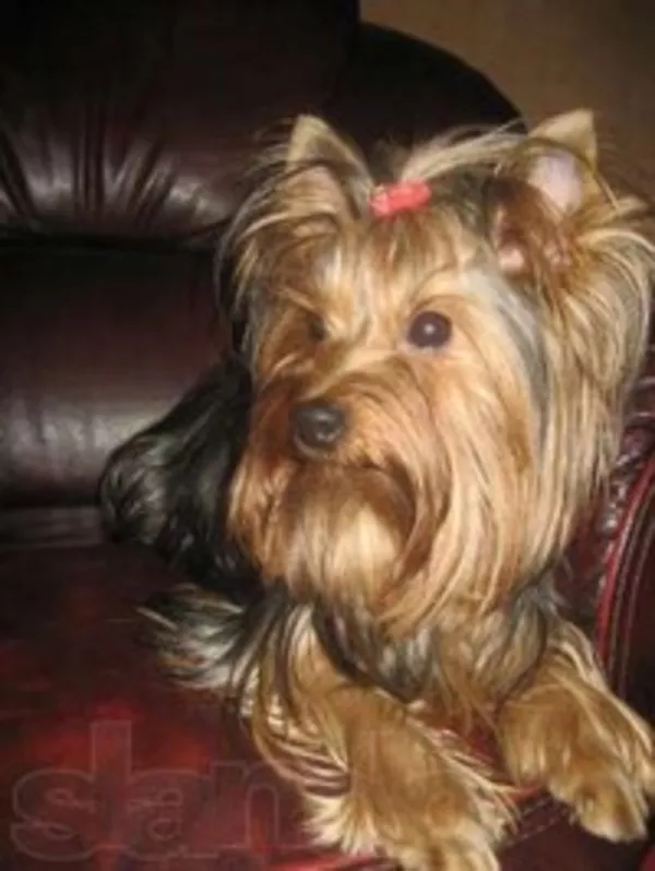 Щеночки Йорка от клубных родителей, можно ездить заграницу 5