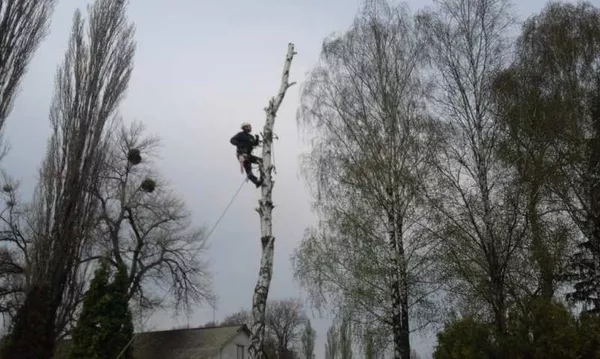 Спил деревьев в Киеве любой сложности 2