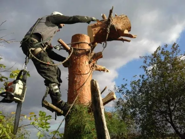Спил деревьев в Киеве любой сложности 3