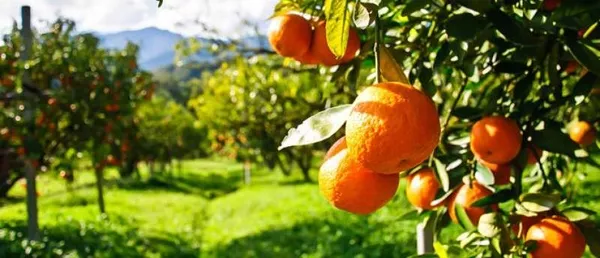 Работа по сбору апельсин в Испании для украинцев 2