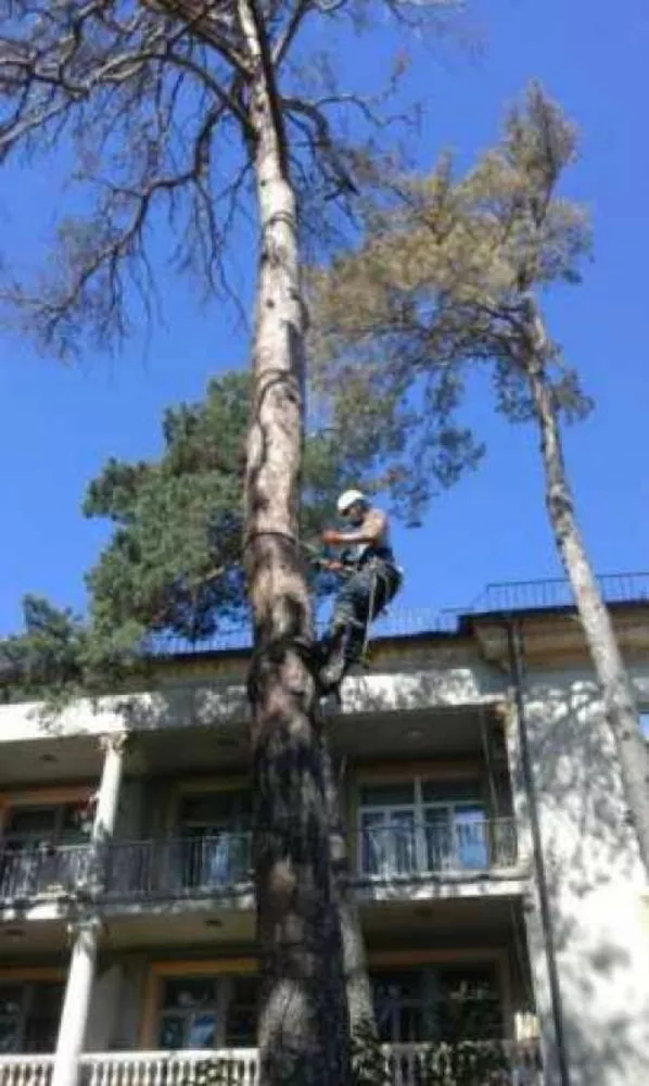 Спиливание деревьев любой сложности,  Киев и область 2