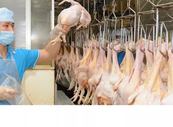 Работа в Словакии 4